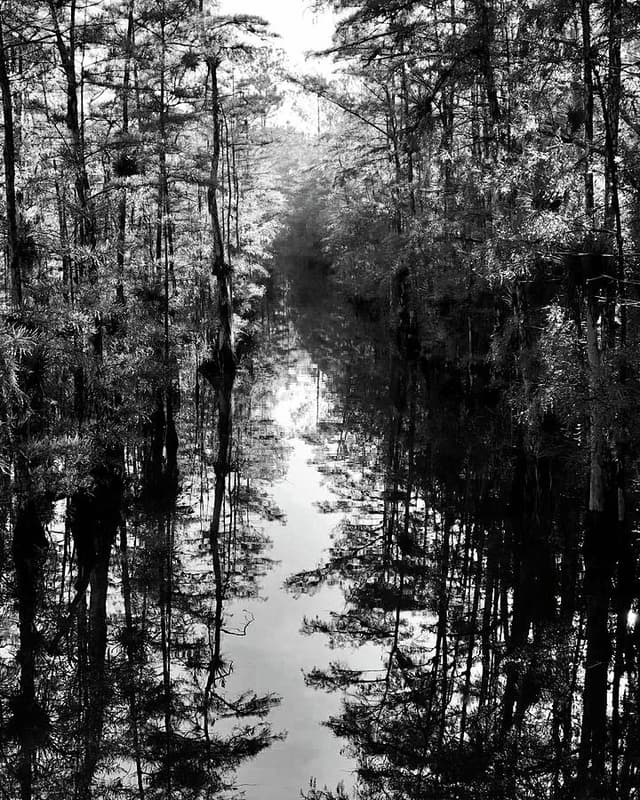 grayscale of trees and rivers